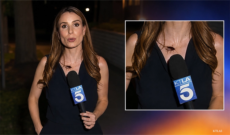 KTLA5 reporter Rachel Menitoff maintained her composure as a cockroach made its way across her body during a live report on Tuesday, July 14. (Credit: KTLA5)
